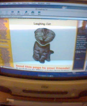 laughingcat.jpg